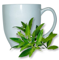 Verveine mug