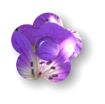 Fleurs violettes